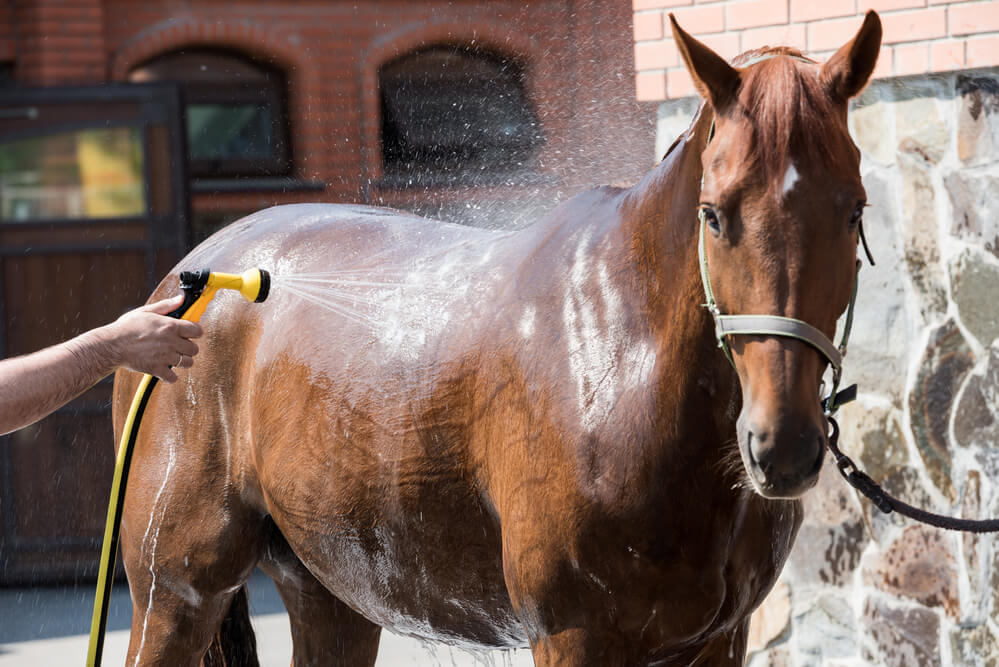 Liquid Black Soap for horses