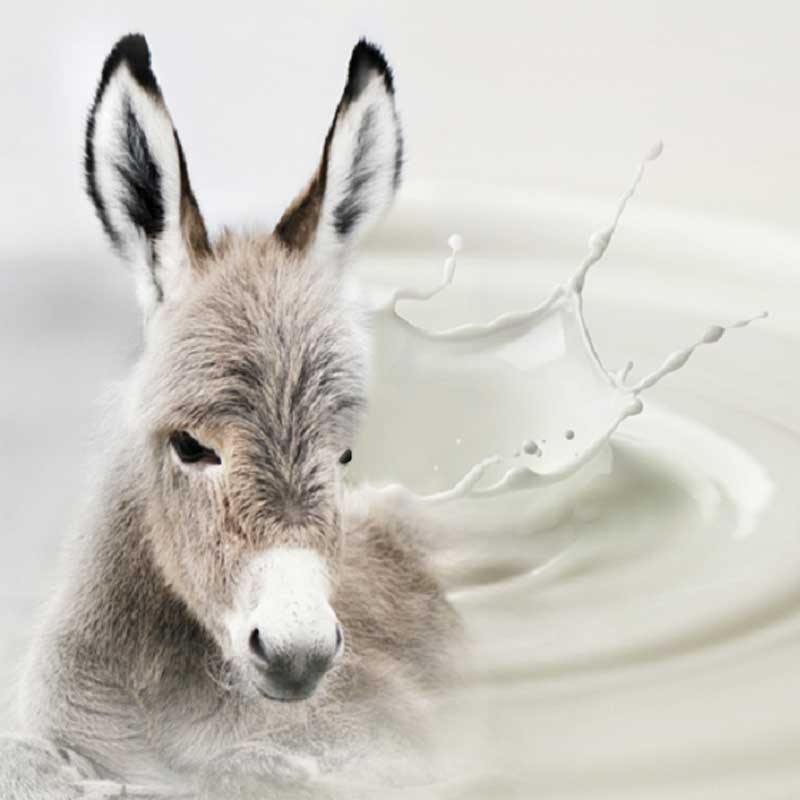 French Bliss is selling genuine French Soaps online in Australia. Donkey's milk is a real beauty treatment, gentle on your skin and nurturing. Discover our Body care soap range.